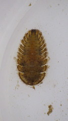 Ectopria nervosa
