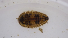 Ectopria nervosa