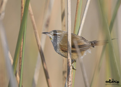 Limnoctites sulphuriferus