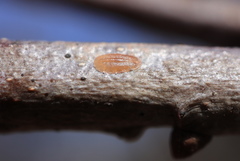 Parthenolecanium quercifex