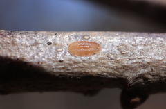 Parthenolecanium quercifex
