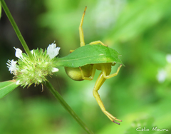 Misumenops callinurus