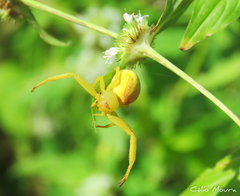 Misumenops callinurus