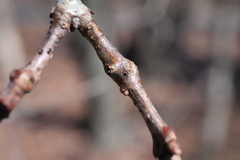 Callirhytis medularis