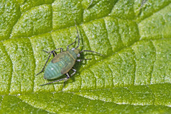 Plagiognathus arbustorum