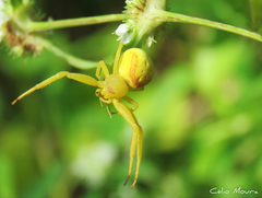 Misumenops callinurus