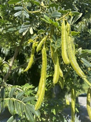 Senna multiglandulosa