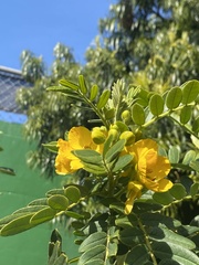 Senna multiglandulosa