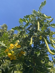 Senna multiglandulosa
