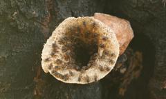 Scaptotrigona xanthotricha