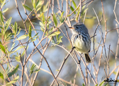 Anairetes flavirostris