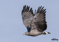Crowned Solitary Eagle photo 5