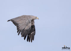 Crowned Solitary Eagle photo 3