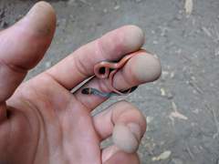 Diadophis punctatus vandenburgii