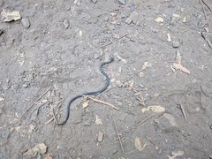 Diadophis punctatus vandenburgii