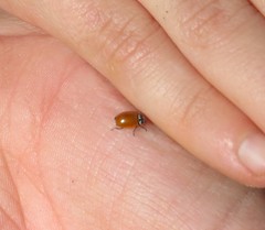 Mulsantina