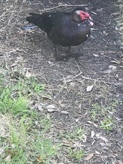 Cairina moschata domestica