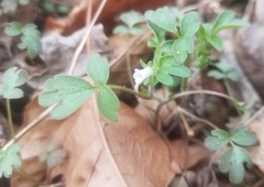 Phacelia ranunculacea