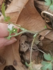 Phacelia ranunculacea