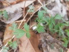 Phacelia ranunculacea