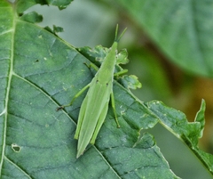 Atractomorpha