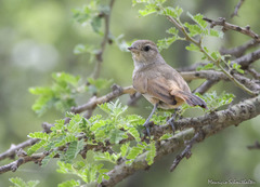 Phacellodomus sibilatrix