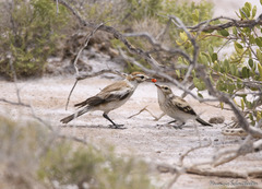 Neoxolmis salinarum
