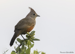 Rhinocrypta lanceolata