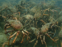 Leptomithrax gaimardii