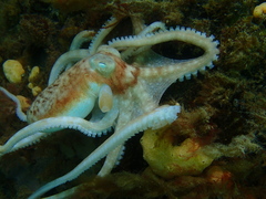 Callistoctopus