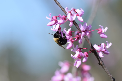 Blueberry Digger Bee photo 5