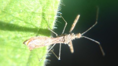 Bactrodes spinulosus