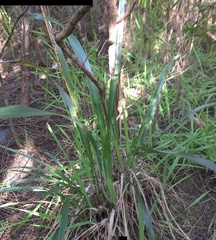Phormium tenax