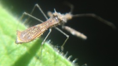 Bactrodes spinulosus