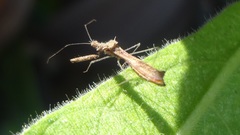 Bactrodes spinulosus