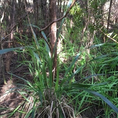Phormium tenax