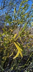 Phoradendron forestierae