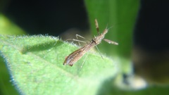 Bactrodes spinulosus