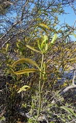 Phoradendron forestierae