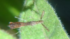 Bactrodes spinulosus