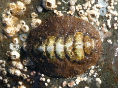 Mopalia ciliata