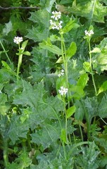 Noccaea perfoliata