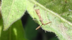 Bactrodes spinulosus