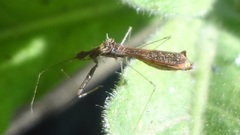 Bactrodes spinulosus