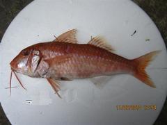 Bigscale Goatfish photo 3