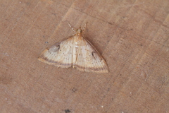 Triuncidia eupalusalis
