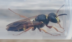 Philanthus bicinctus