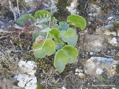 Petrosedum amplexicaule
