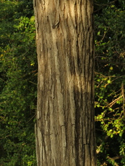 Platymiscium pinnatum