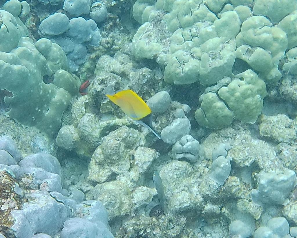 Forcepsfish